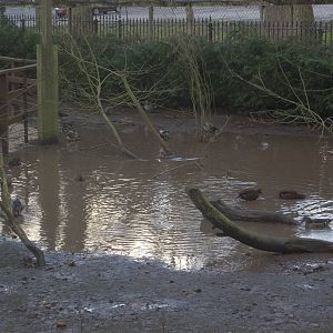 The extra pond has returned (again), 1st February 2015
