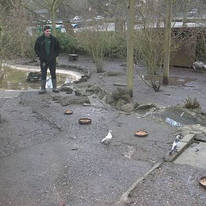 Keeper Ed, friend of pigeons, surveying the scene, 1st February 2015