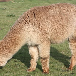 Alpaca, 29th October 2014