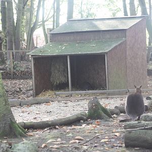 Wallaby shelter, 29th October 2014