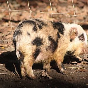 Piglet, 29th October 2014