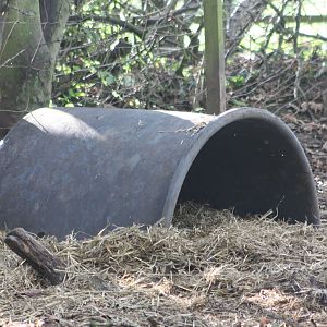 Pig shelter, 29th October 2014