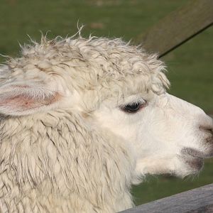 Alpaca, 29th October 2014