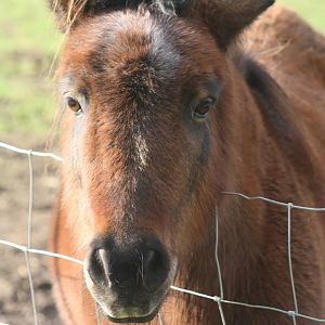 Pony, 29th October 2014