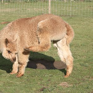 Alpaca, 29th October 2014