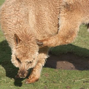 Alpaca, 29th October 2014