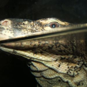 Malayan Water Monitor