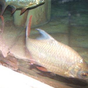 Tinfoil Barb in the Malayan Water Monitor pool