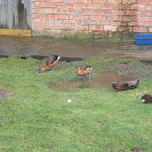 Fulvous Whistling Tree Duck`s