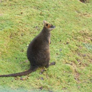 Swamp Wallaby
