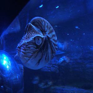 Nautilus