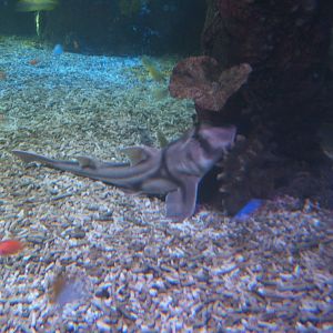 Port Jackson Shark