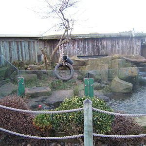 View of Asian Short-clawed Otter exhibit