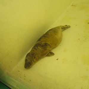 Rescue Grey Seal pup