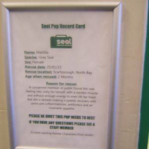 Sign about the Grey Seal pup