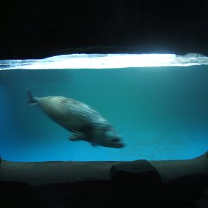 View of Common Seal under water viewing