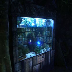 View of Fly River Turtle tank