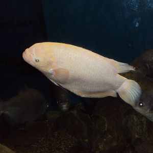 Giant Gourami