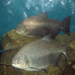 Black Pacu