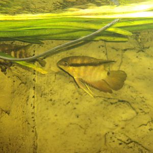 Festive Cichlid (Mesonauta festivus)