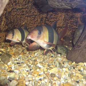 Clown Loach