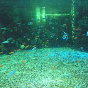 View of Coral reef tank