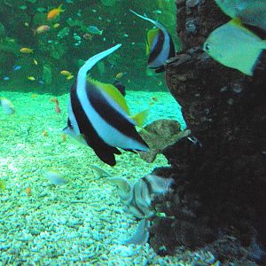 Bannerfish