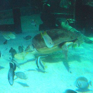 Loggerhead Turtle and reef fish