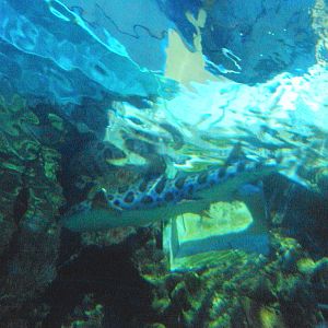 Leopard Shark