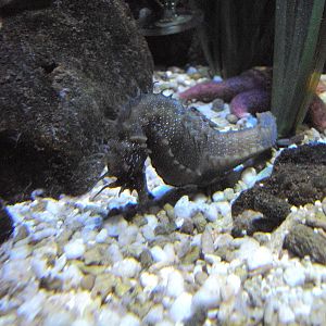 Seahorse (Hippocampus guttulatus)