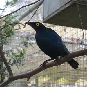 Purple Glossy Starling 2015