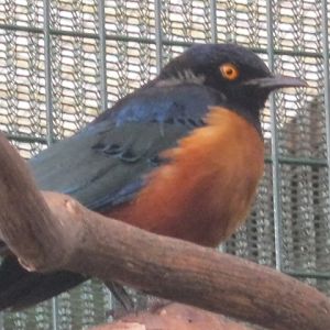 Hilderbrandt`s Starling 2015.