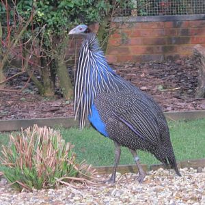 Vulturine Guineafowl 2015.