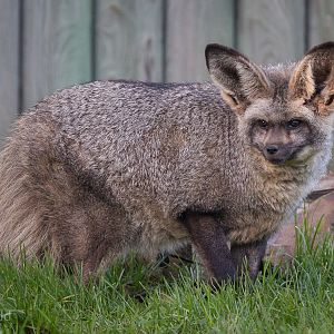 Bat-eared fox : Africa Alive! : 02 Jan 2015
