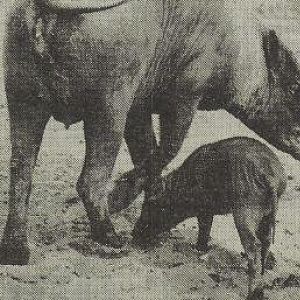 Babirusa with young
