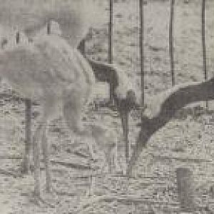 Red-crowned cranes with chick