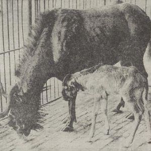 White-tailed gnu with young