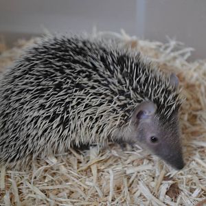 Lesser hedgehog tenrec - Private collection 2014