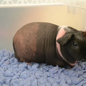 Skinny Pig - Private collection 2014