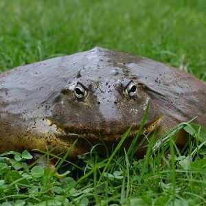 African Bull Frog = Private Collection 2014