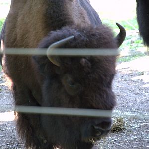 Plains Bison