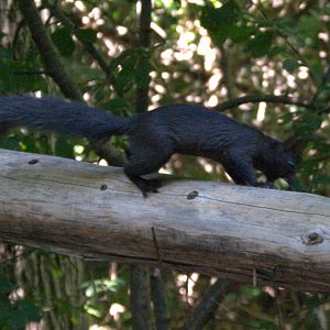 Eastern Gray (Melanistic) Squirrel