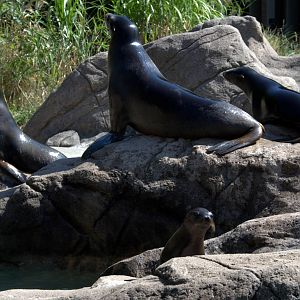 California sea lion