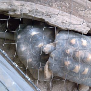 Radiated Tortoise