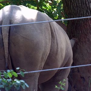 Southern white rhino rump