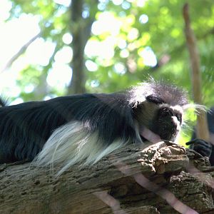 Angolan Colobus