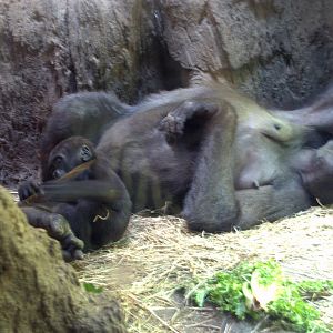 Western Lowland Gorilla
