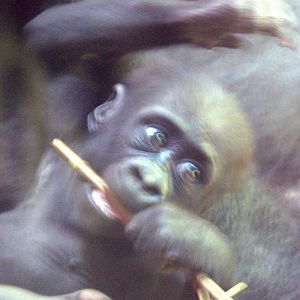 Western Lowland Gorilla