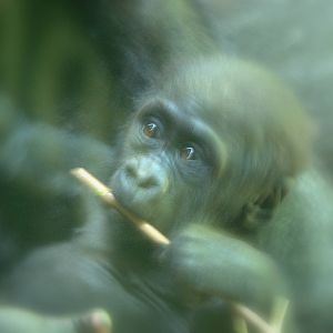 Western Lowland Gorilla