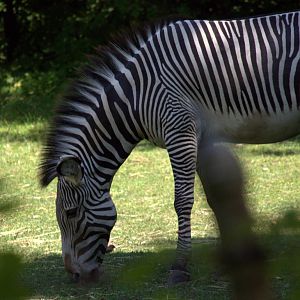 Grevys Zebra